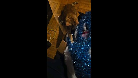 Cute Cat vs Decorations