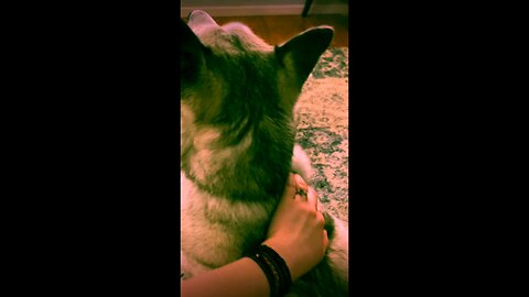 Sometimes What You Need is a Dog