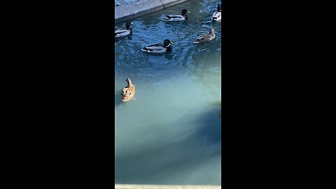 Mallard Ducks 🦆 swimming #mallardducks #swimming #shorts #viral #trending #followme #ducks #duck