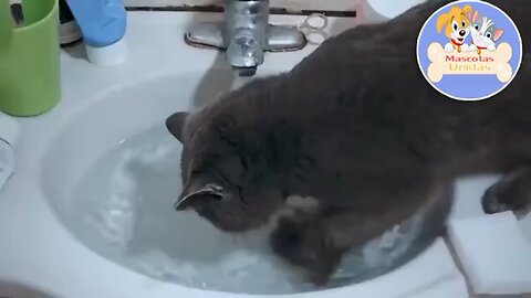 Funny Cat Videos, Funny Kitten Videos, Funny Animal Videos