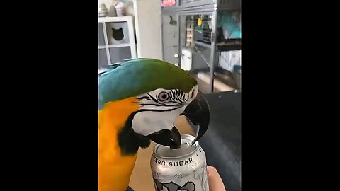 Best Funny Parrots compilation