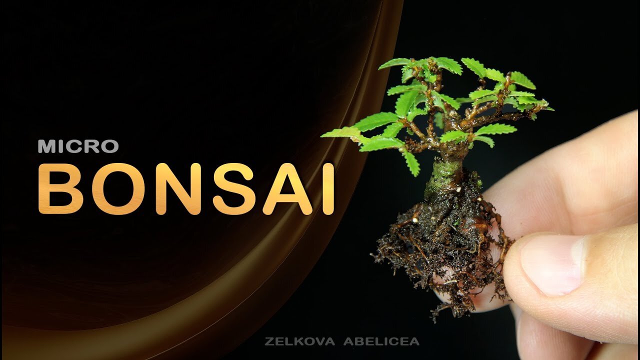 Micro bonsai - Zelkova abelicea: Bonsai SP