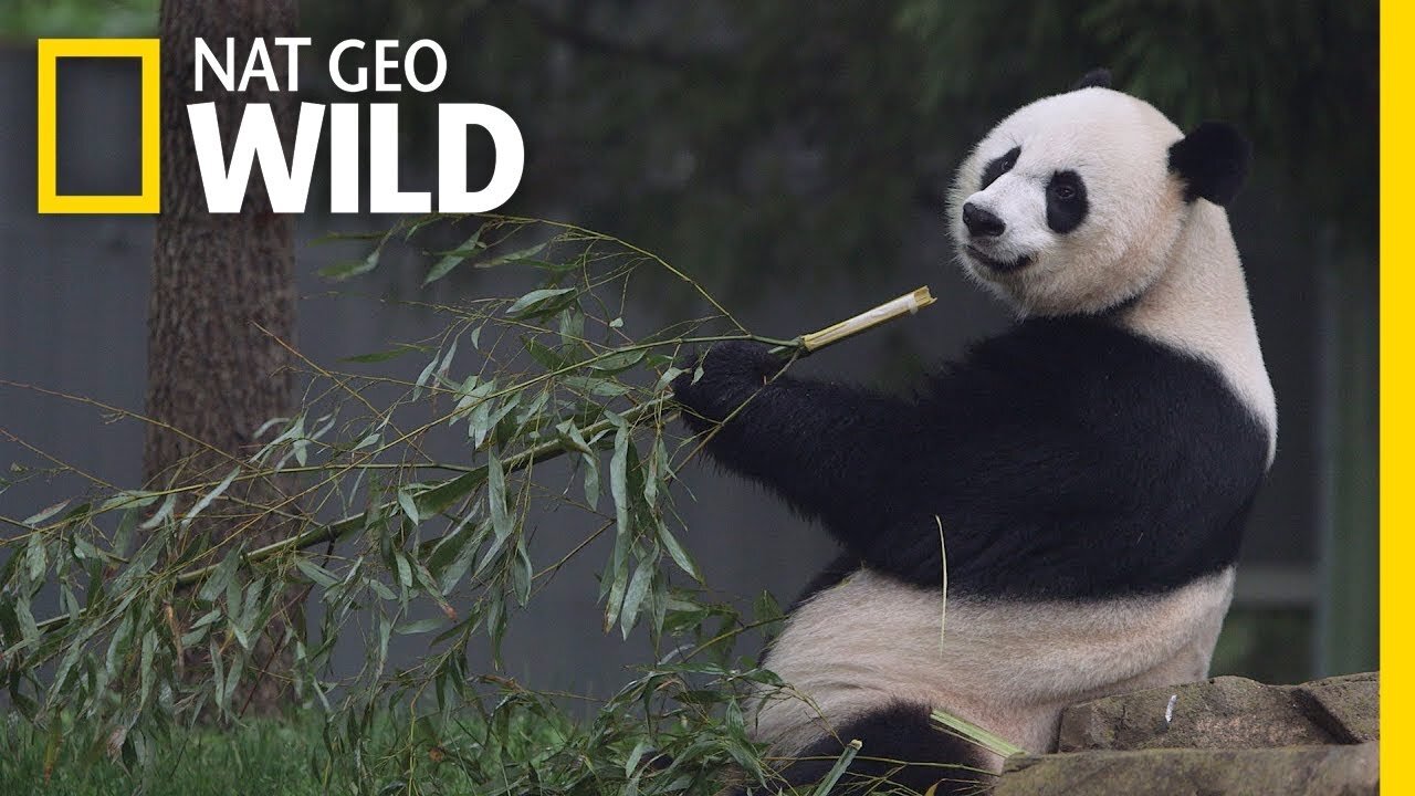 Giant Pandas 101 | Nat Geo Wild