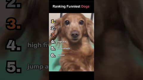 Ranking Funniest Dogs #funny #dontlaught #viral #laugher #memes #pets #dogs #dog #dogshorts #cute
