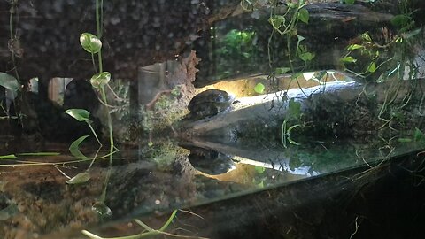 Turtle taking a Christmas plunge into warm bath