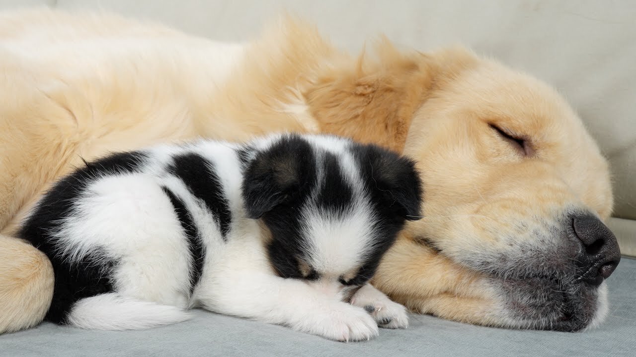 Golden Retriever Helps Abandoned Puppy Feel Mother's Love Again PSN Experiment