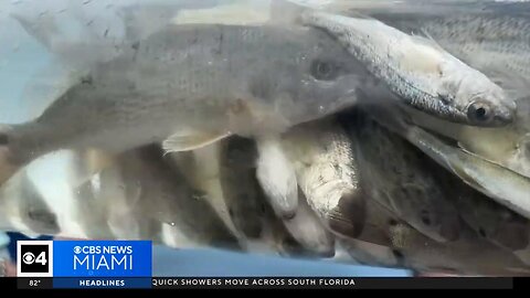 50,000 redfish released into Biscayne Bay