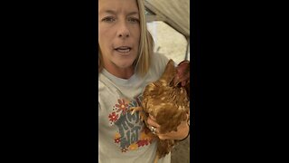 Busted up chicken or just molting?