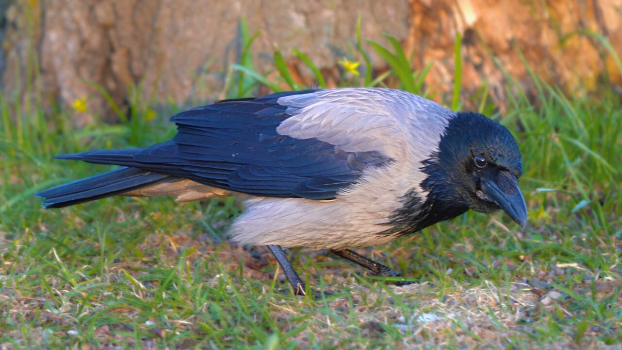 Hooded Crow Has a Quick Snack Under a Tree