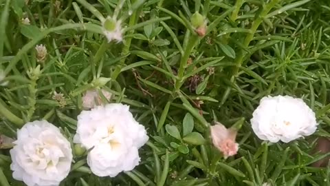 White flowers