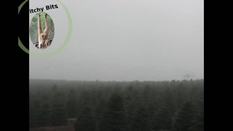 Helicopter Christmas Tree Loading