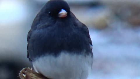 Dark-eyed junco