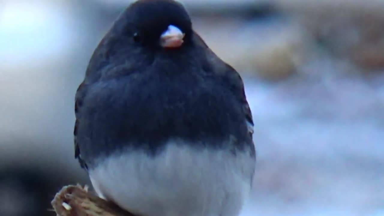 Dark-eyed junco