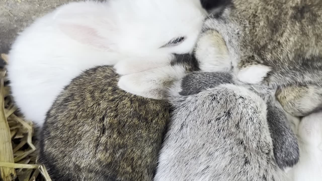 This playful bunny is chasing its tail in circles
