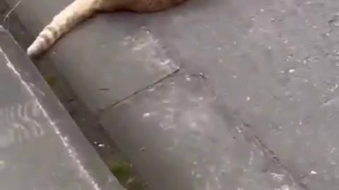 Funny cats Moments