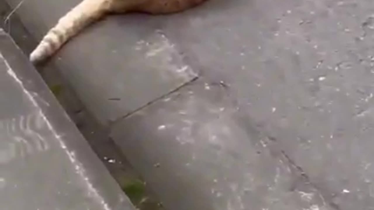 Funny cats Moments