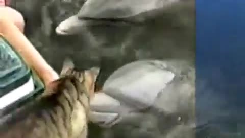 INCREDIBILE AMICIZIA TRA UN GATTO ED UN DELFINO - MERAVIGLIA DELLA NATURA #animali #pets #petlover