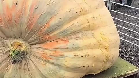 Giant pumpkin