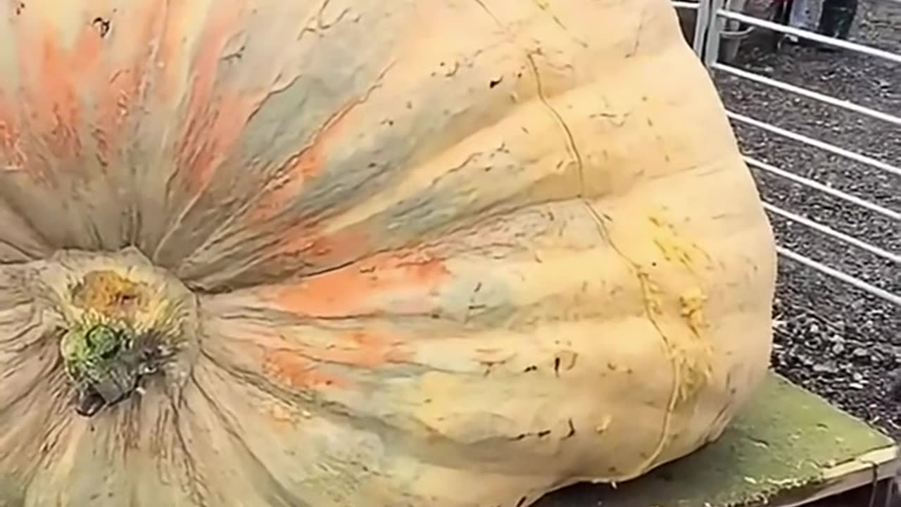Giant pumpkin