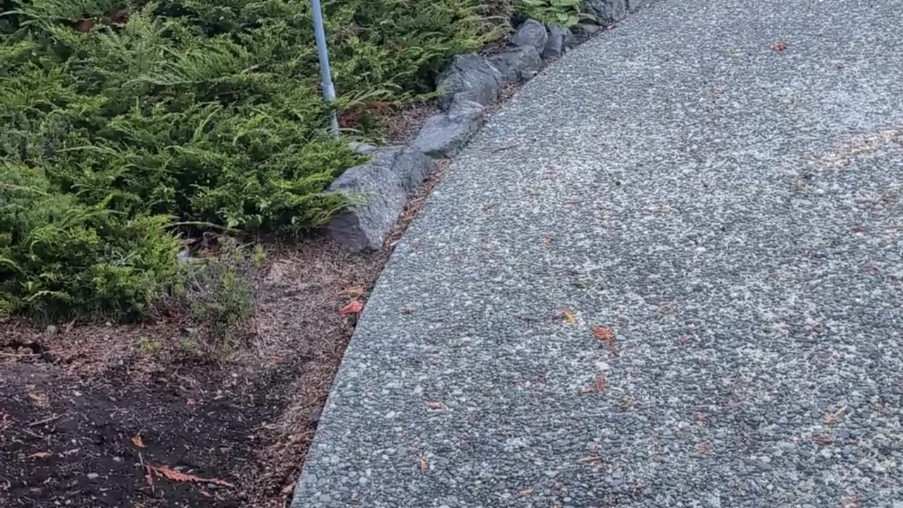 Deer Follows Cat and Owner