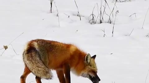 Fox got food in snow