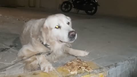 Funny video of dog eating