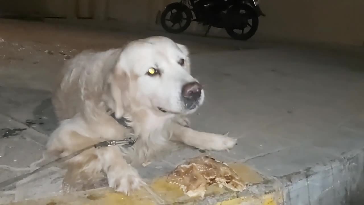 Funny video of dog eating