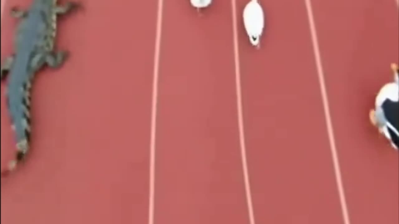 Its really funny race between crocodile and hen