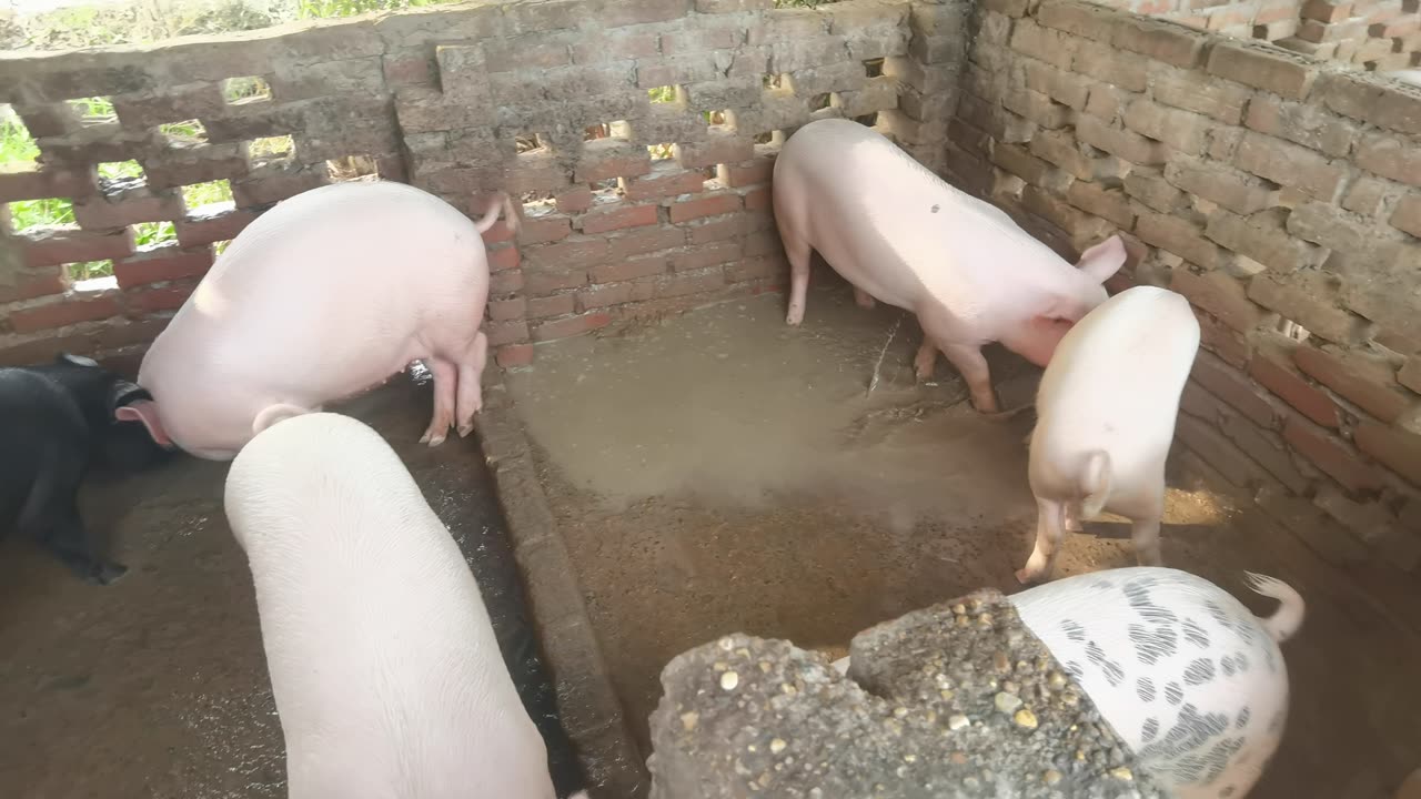 part 6 piglet up 4 months