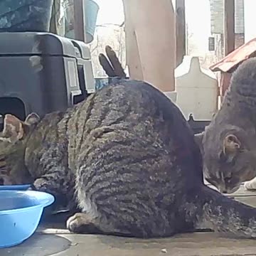 EA S179 - Afternoon Feeding Time