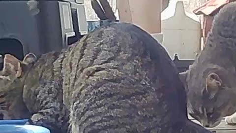 EA S179 - Afternoon Feeding Time