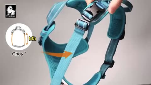 Glow Up Walks! Truelove Harness Safe & Stylish