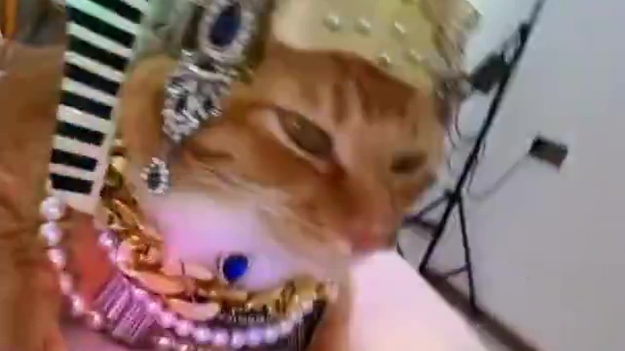 Kitty Queen