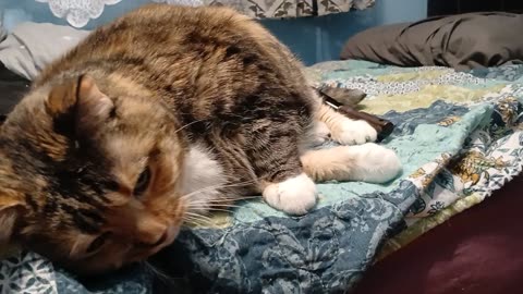 Brushed on Both Sides: The Cat’s Morning Spa You Won’t Believe 🛁🐾