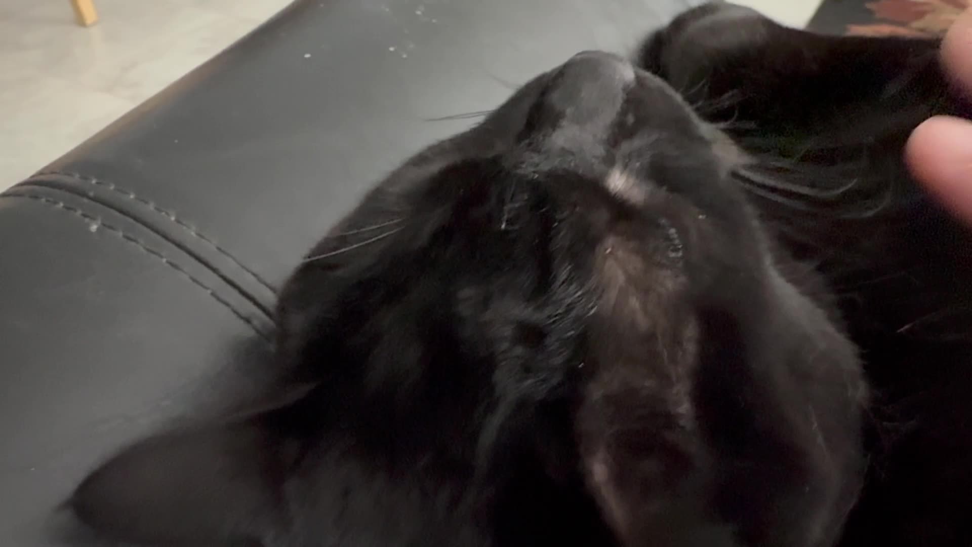 I Love Petting My Pretty Precious Piper - My Adopted Shelter Cat Vlog