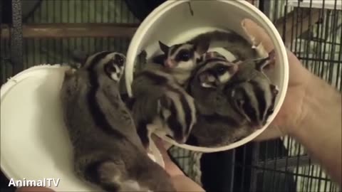 Check out this Flying mouse Now! Sugar gliders so much fun to see them!