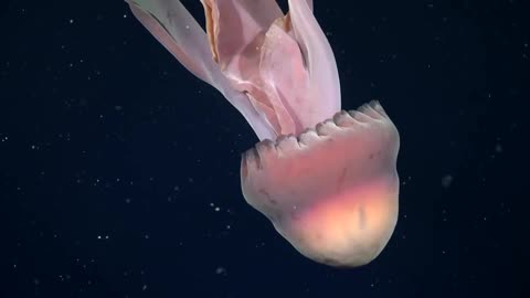 Rare phantom jellyfish spotted in Argentina’s deep sea
