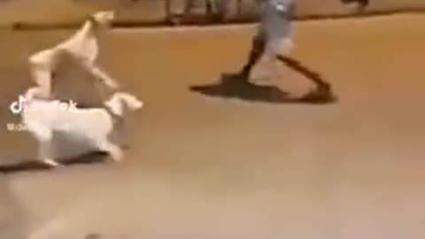Final fight
