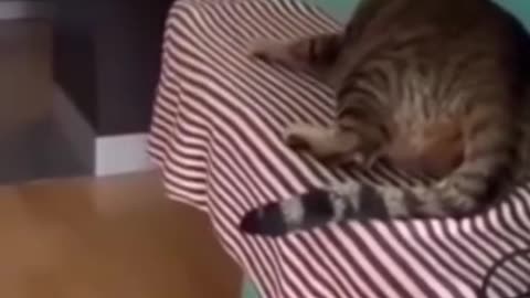 Funniest Cats and Gogs