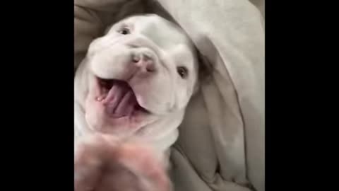 Dog fun moments video