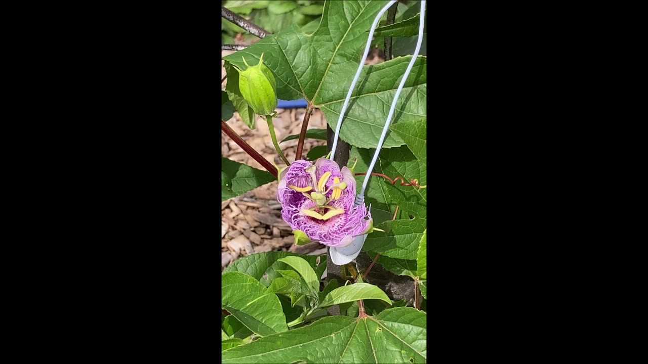 Opening Up Video Passion Flower Sept 2021