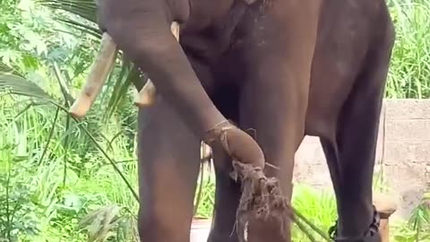 මදකිපුණු ඇතෙකුගෙ ස්වභාවය#viralshorts #india #love #trend #trending #elephant #srilanka #funny #shots