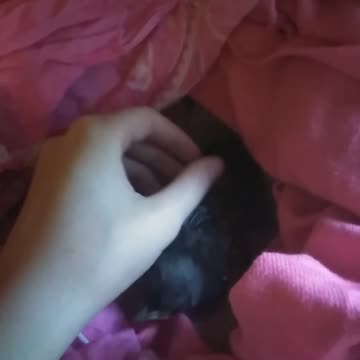 rescued mockingbirds