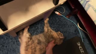 🤣🐱 This Back Rub is GOALS! | FunFM