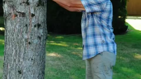 When you touch a tree, billions of negative ions flow into your body — silently