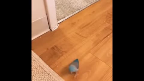 Parrot enteligat fanny moments video