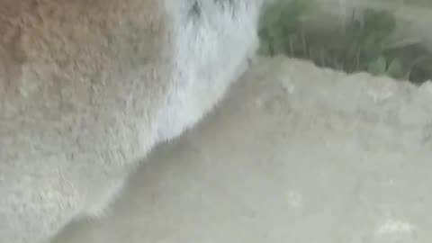 cat is funny fast asleep