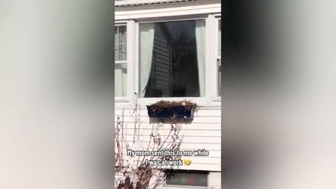 Funniest cat video ever