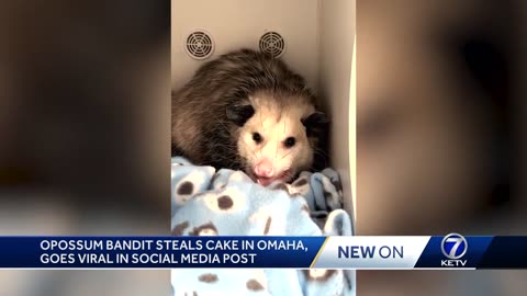 Omaha opossum 'cake bandit' recovering after eating an entire chocolate cake