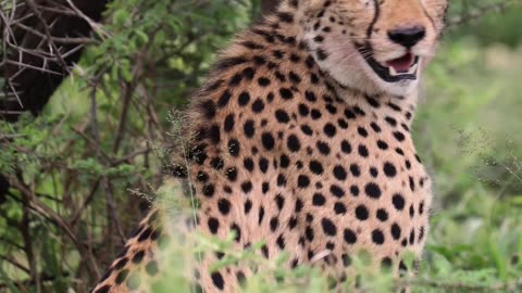 Sub-Adult Cheetah Chirps